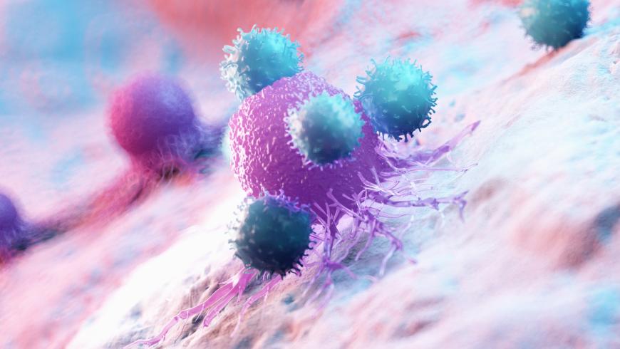 Leucocytes attack a cancer cell