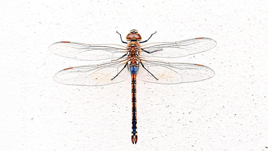 Anax ephippiger